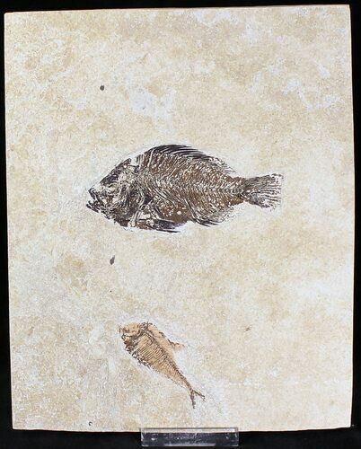 Priscacara & Diplomystus Fossil Fish Plate - x #20821